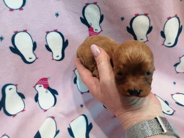 Cavapoo cucciola femmina