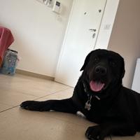 Labrador Retrievir