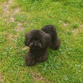 Barboncino Minitoy Nero