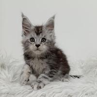 Maine Coon femmina - Oyana Pearl