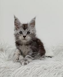 Maine Coon femmina - Oyana Pearl