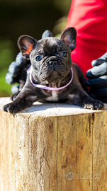 Bulldog francese