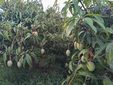 Terreno Agricolo 