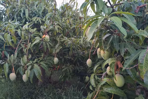 Terreno Agricolo 
