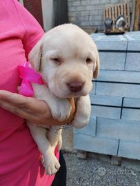 Labrador miele nati il 20 02 2026