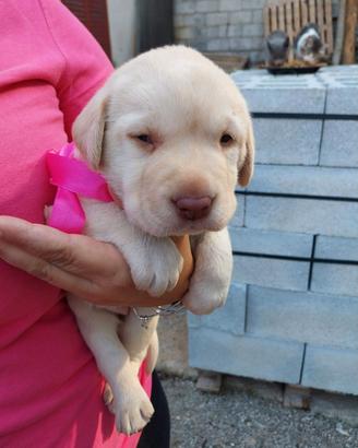 Labrador miele nati il 20 02 2026