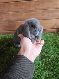 Conigli nani Minilop BLU e FULVO