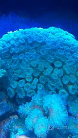 Calaustrea azzurra