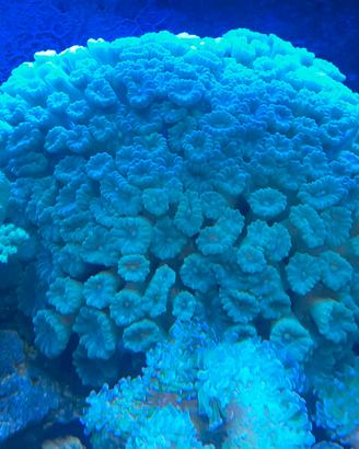 Calaustrea azzurra