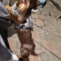 Cuccioli di jack Russell terrier