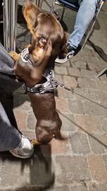 Cuccioli di jack Russell terrier