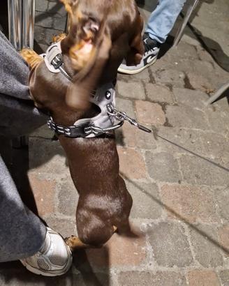 Cuccioli di jack Russell terrier