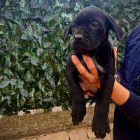 Ultime tre cucciole di corso disponibili
