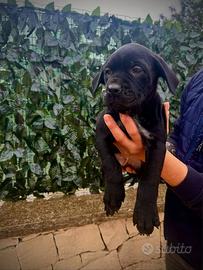 Ultime tre cucciole di corso disponibili