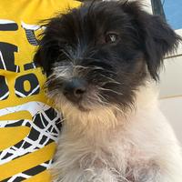 Cuccioli Jack Russell
