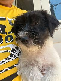 Cuccioli Jack Russell