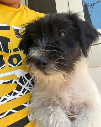 Cuccioli Jack Russell