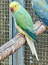 Parrocchetti dal collare