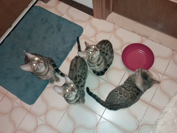 Cuccioli bengala Brown