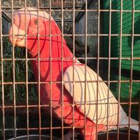 Cacatua roseicapilla