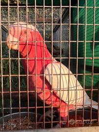 Cacatua roseicapilla