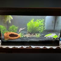 acquario 60 litri
