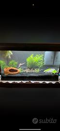 acquario 60 litri