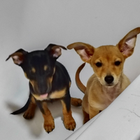 Pinscher nani