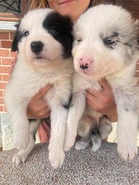 Border collie