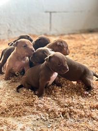 American Pitbull Red Nose