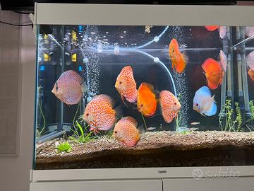 Discus