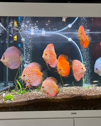 Discus