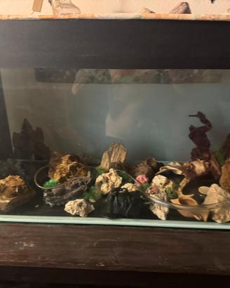 Acquario