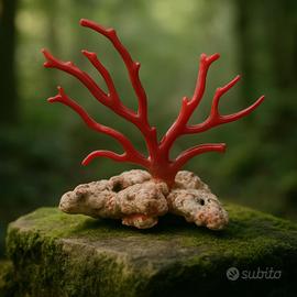Ramo di corallo rosso (Rubrum)