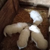 Disponibili cuccioli di pastore maremmano abruzzes