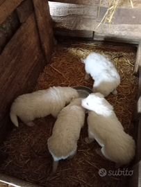 Disponibili cuccioli di pastore maremmano abruzzes