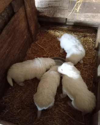 Disponibili cuccioli di pastore maremmano abruzzes