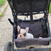 Cucciolo di buldog francese