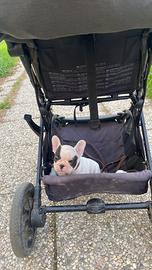 Cucciolo di buldog francese