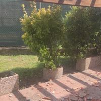 aiuola granito Carrara 
