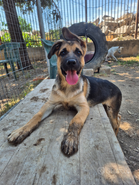 Cucciolotto pastore tedesco in adozione