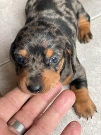Cuccioli bassotto tedesco kaninchen Arlecchino