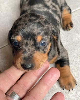 Cuccioli bassotto tedesco kaninchen Arlecchino