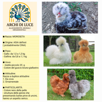 Galline moroseta varie colorazioni
