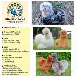Galline moroseta varie colorazioni