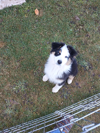 Pastore australiano cucciola