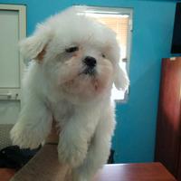 Maltesi linea coreana maschi e femmine