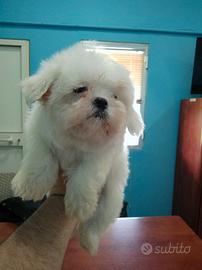 Maltesi linea coreana maschi e femmine