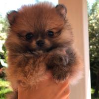 Cuccioli spitz di pomerania