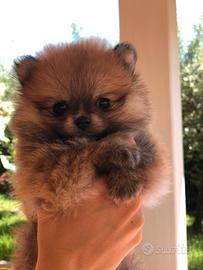 Cuccioli spitz di pomerania